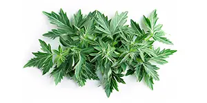 Wormwood & Sweet Wormwood Leaf Image of wormwood leaf